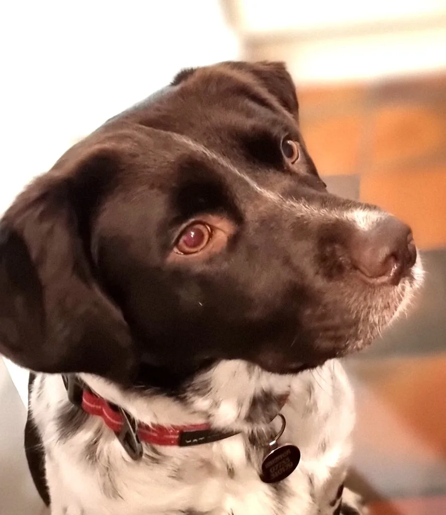 Our Springador Clover