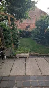 Home Dog Boarding Garden